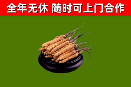 大余烟酒回收冬虫夏草.jpg